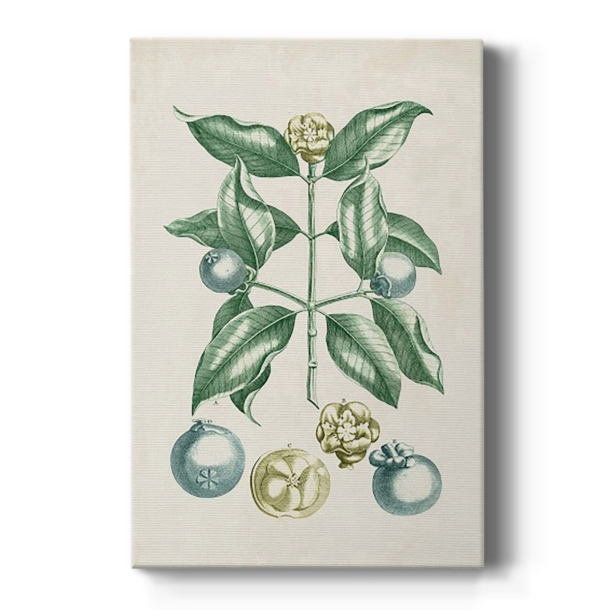 Buchoz Tropicals VII - Canvas Art Print