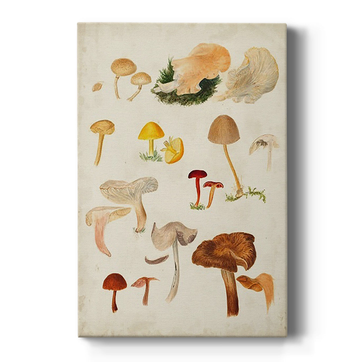 Mushroom Species XII - Canvas Art Print