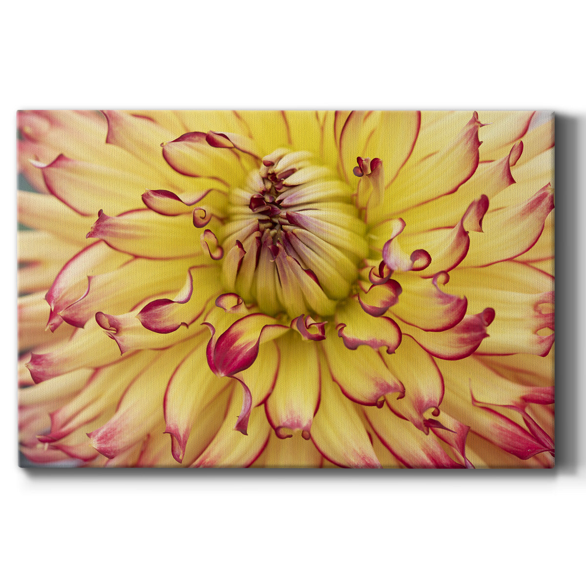 Blooms II - Canvas Art Print