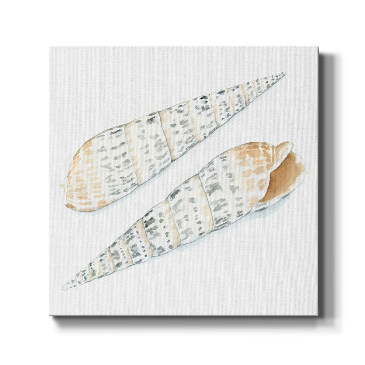 Watercolor Shells IX - Canvas Art Print