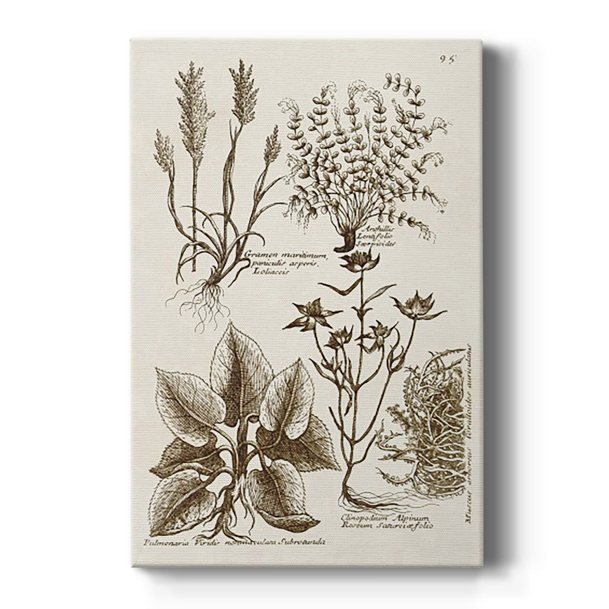 Sepia Botanical Journal VII - Canvas Art Print
