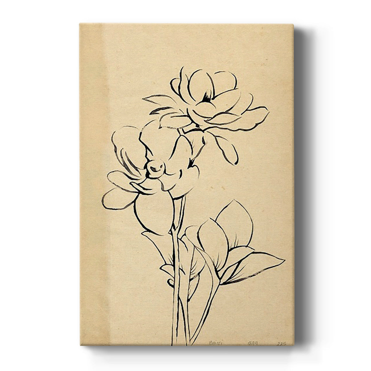 Magnolia Sketch II - Canvas Art Print