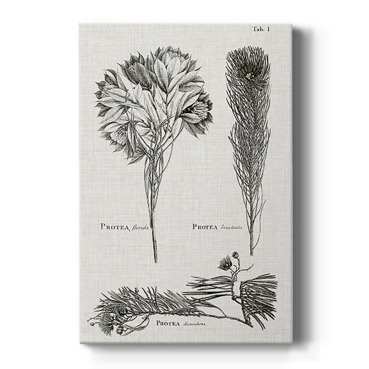 Black & White Protea on Linen I - Canvas Art Print