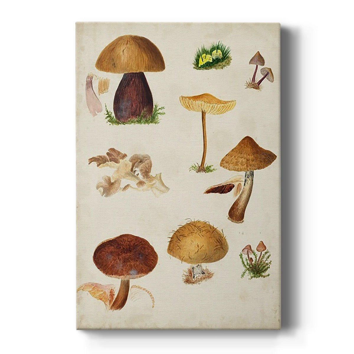 Mushroom Species II - Canvas Art Print