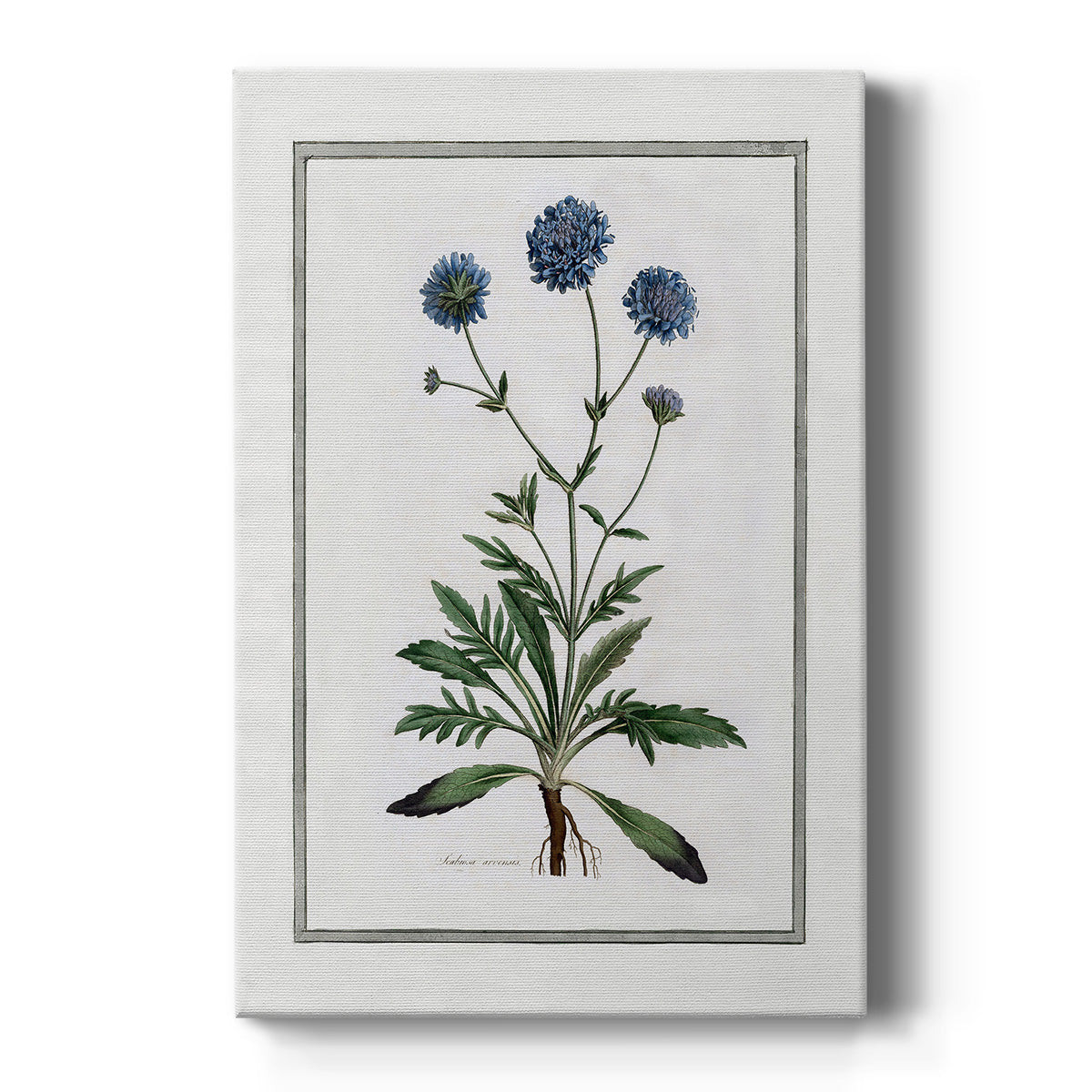 Soft Botanical II - Canvas Art Print
