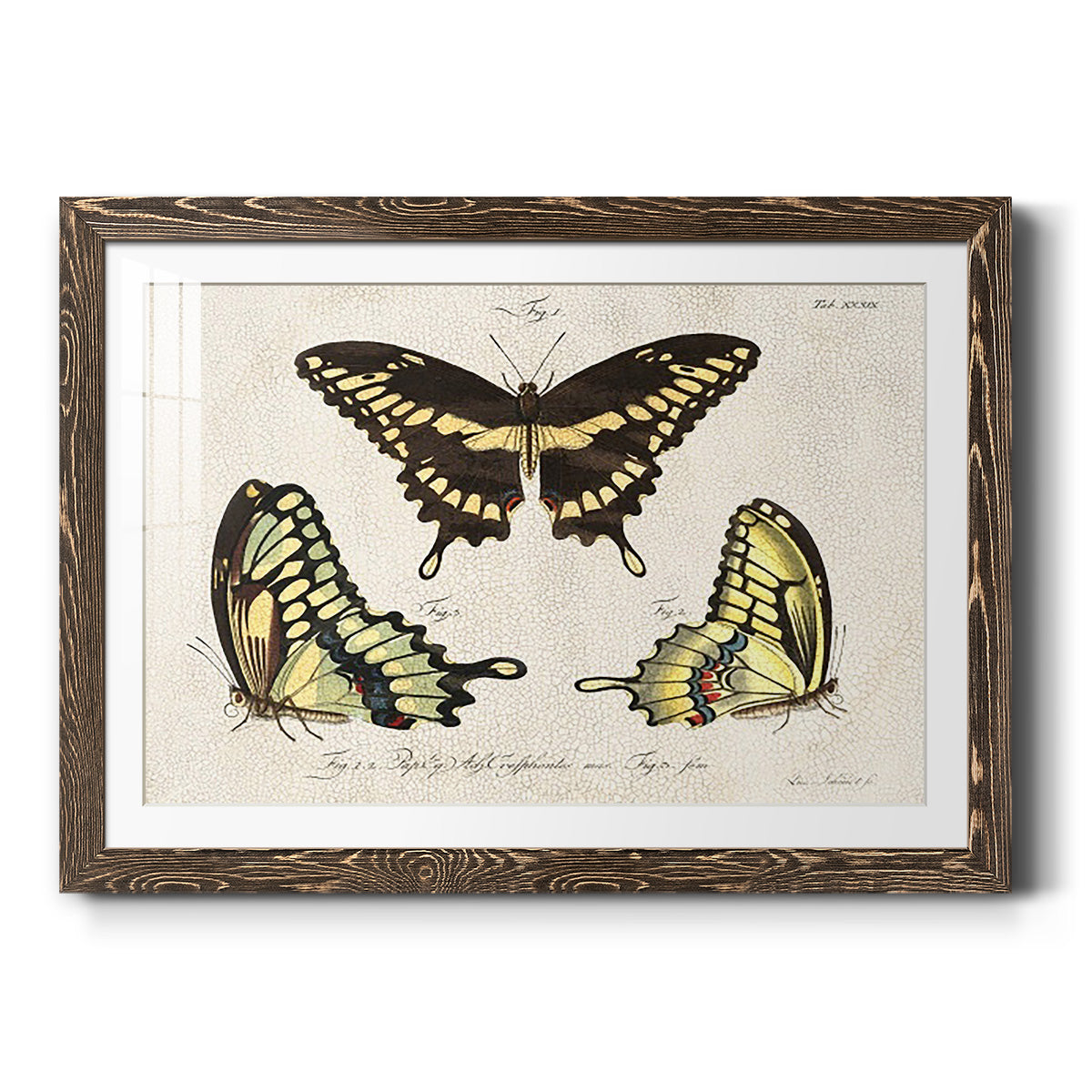 Crackled Butterflies I-Premium Framed Print - Ready to Hang