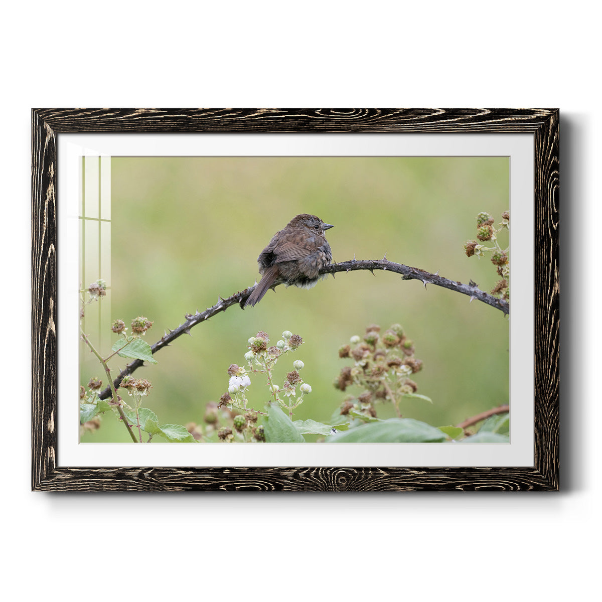 Resting Sparrow-Premium Framed Print - Ready to Hang