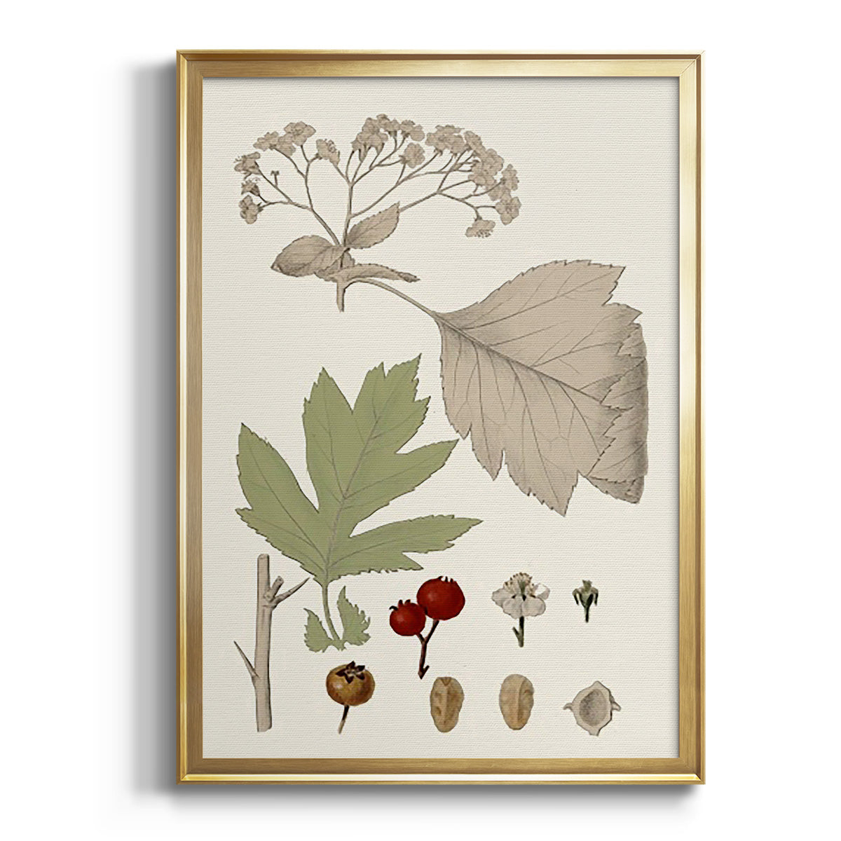 Sepia Botanical Journal I - Modern Framed Canvas Print