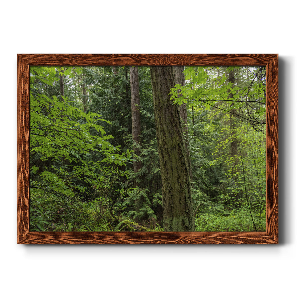 Calm of the Forest-Premium Framed Canvas - Ready to Hang