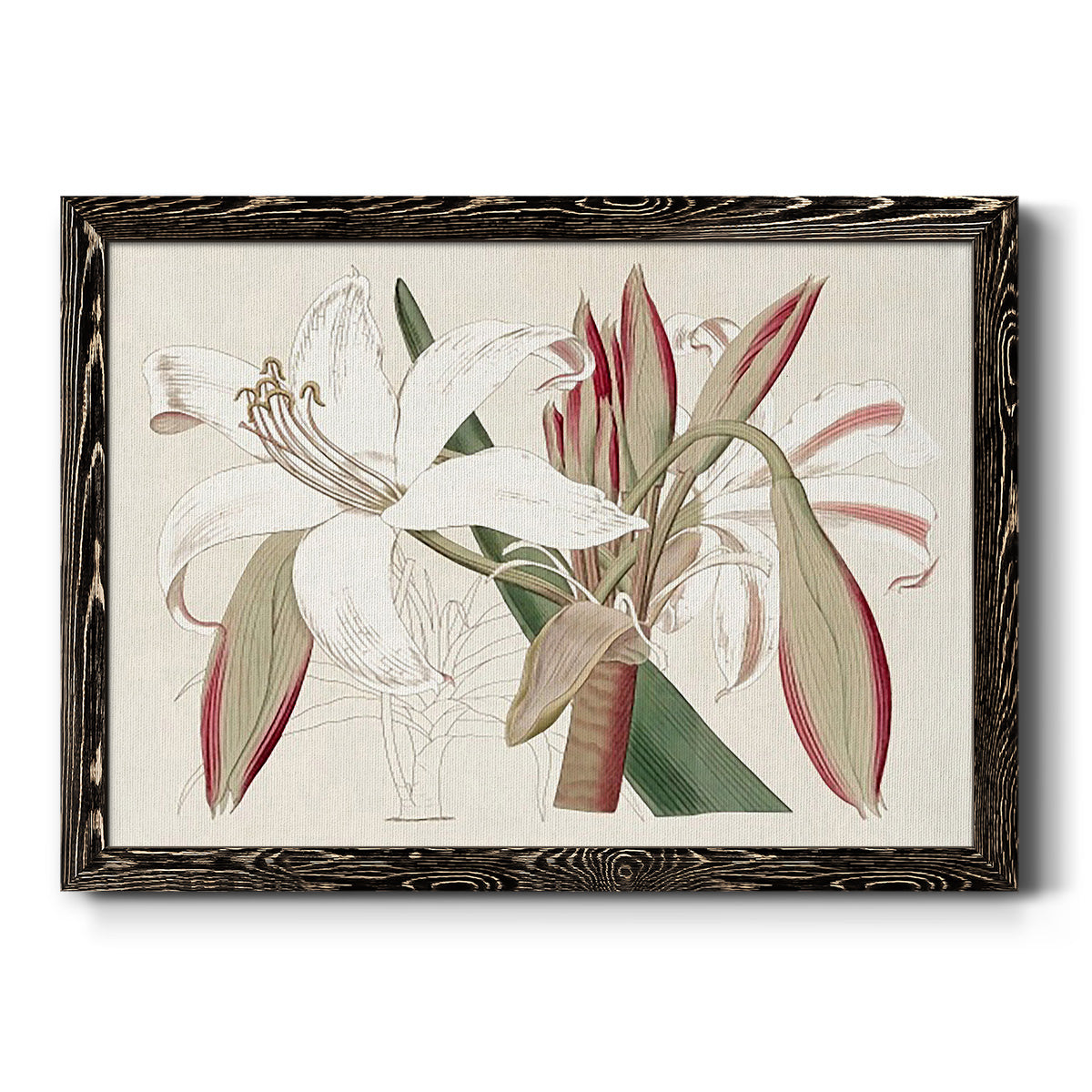 Amaryllis Varietals II-Premium Framed Canvas - Ready to Hang