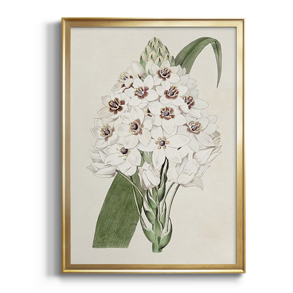 Sepia Botanical Journal I - Modern Framed Canvas Print