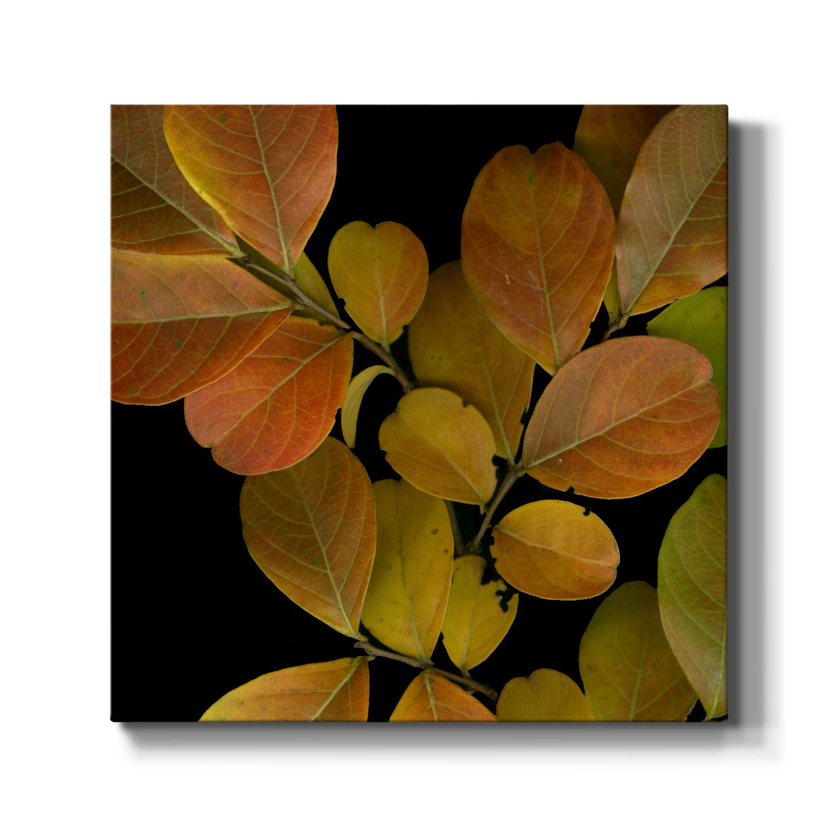 Small Vivid Leaves I (ST)-Premium Gallery Wrapped Canvas - Ready to Hang