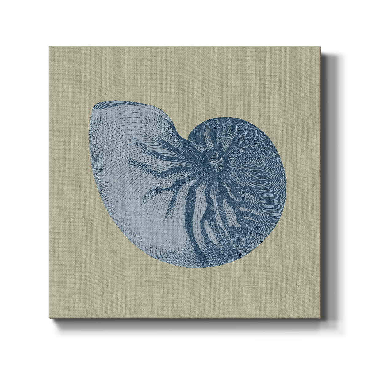 Chambray Shells II - Canvas Art Print