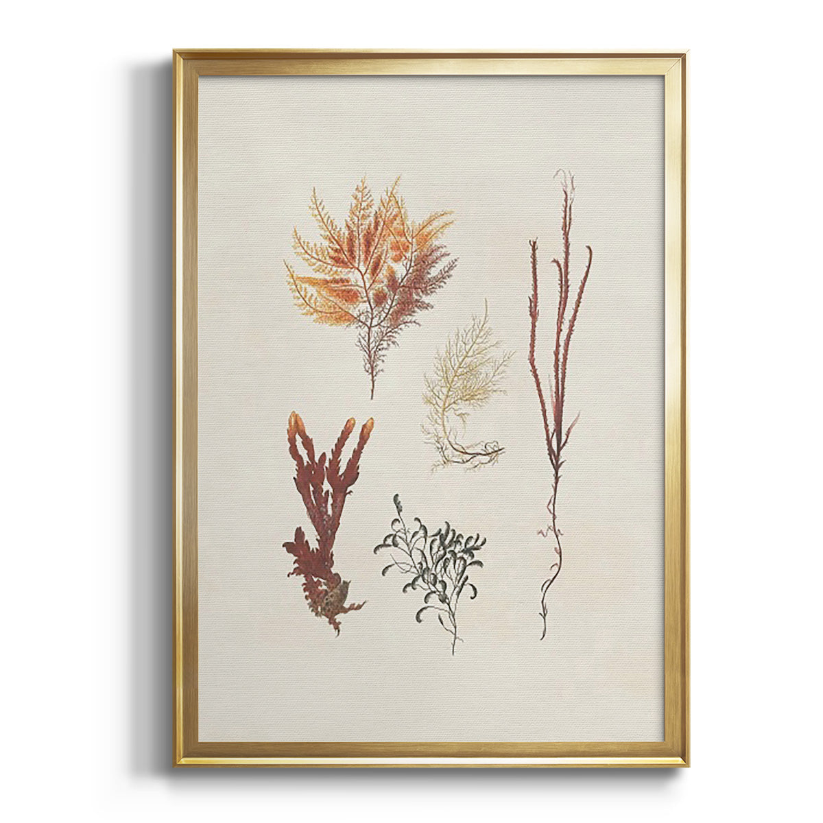 Knorr Shells & Coral VII Premium Framed Print - Ready to Hang