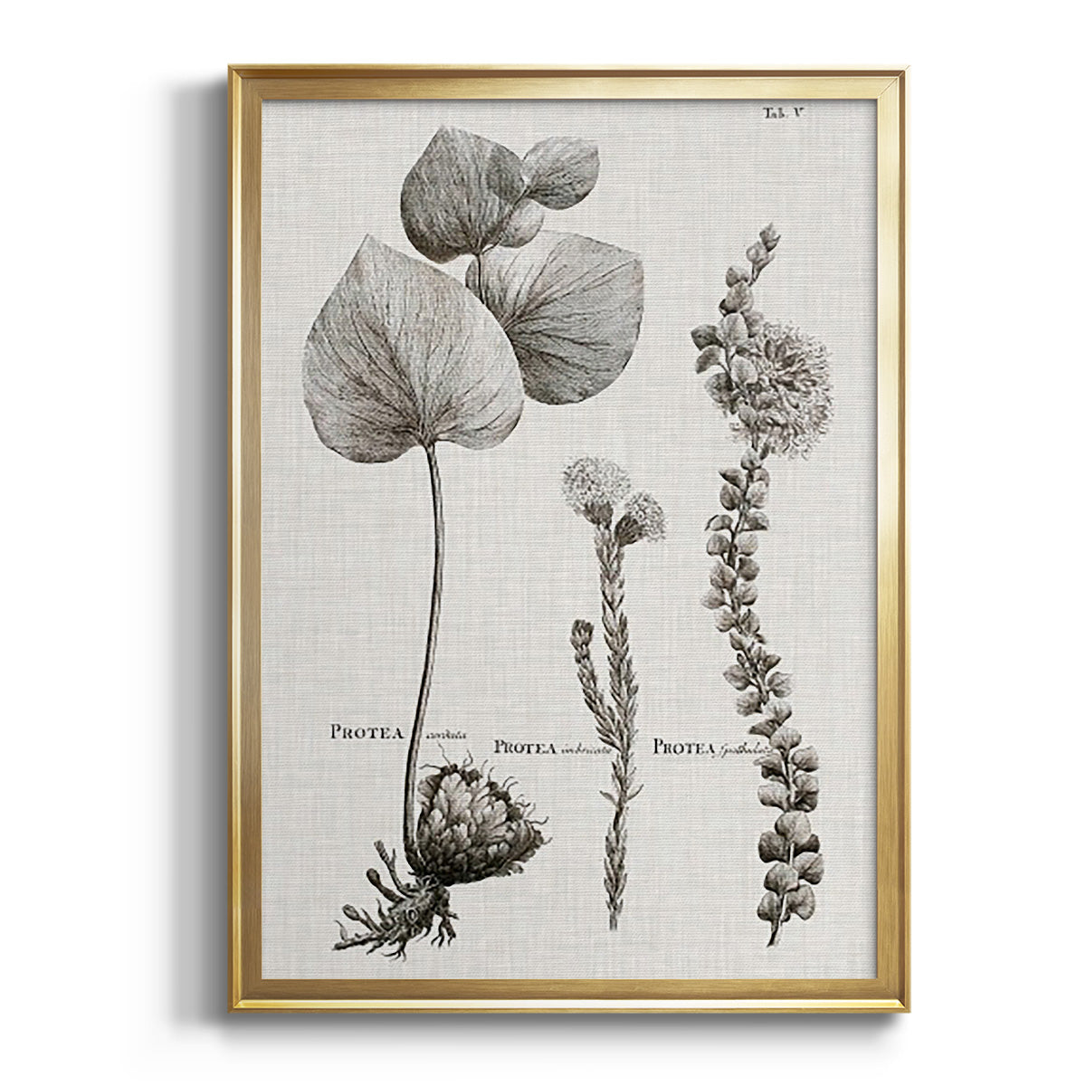 Soft Half Shell I - Modern Framed Canvas Print