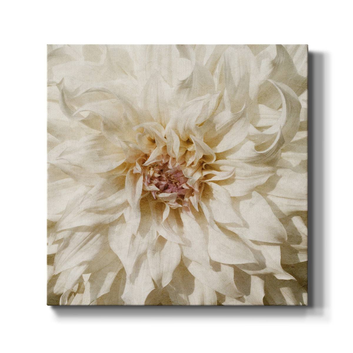 Wall Flower VIII-Premium Gallery Wrapped Canvas - Ready to Hang