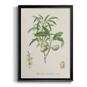 Antique Almond Botanical II Premium Framed Print - Ready to Hang