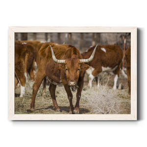 Longhorns-Premium Framed Canvas - Ready to Hang