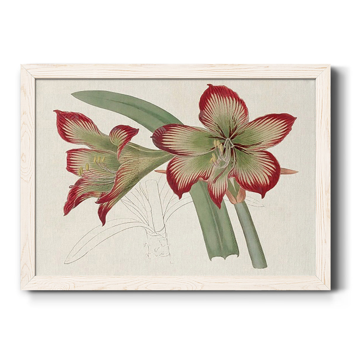 Amaryllis Varietals IV-Premium Framed Canvas - Ready to Hang