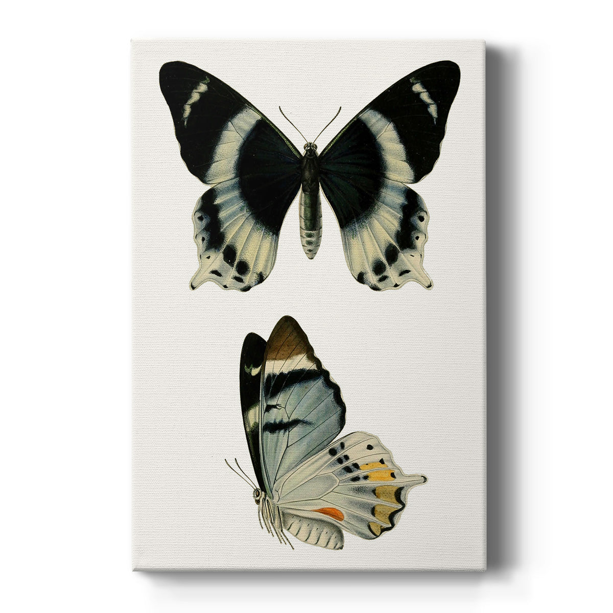 Antique Blue Butterflies I - Canvas Art Print