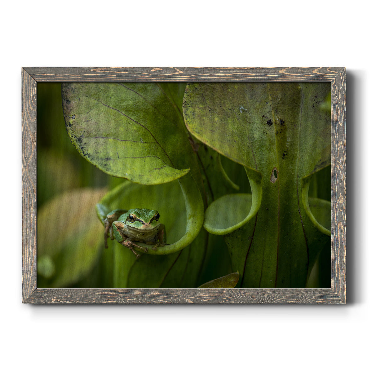 Arboreal Refuge-Premium Framed Canvas - Ready to Hang