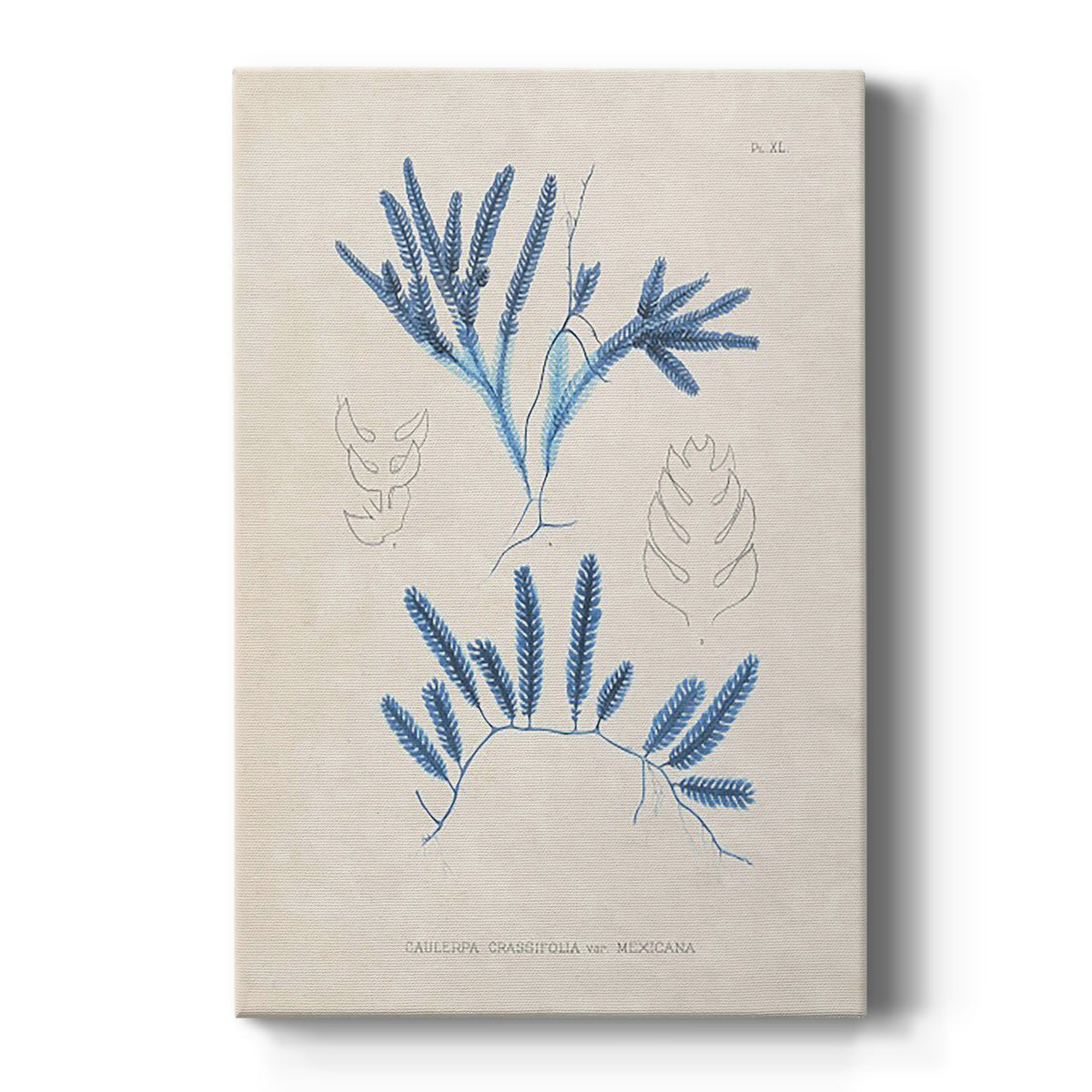 Blue Marine Algae I - Canvas Art Print