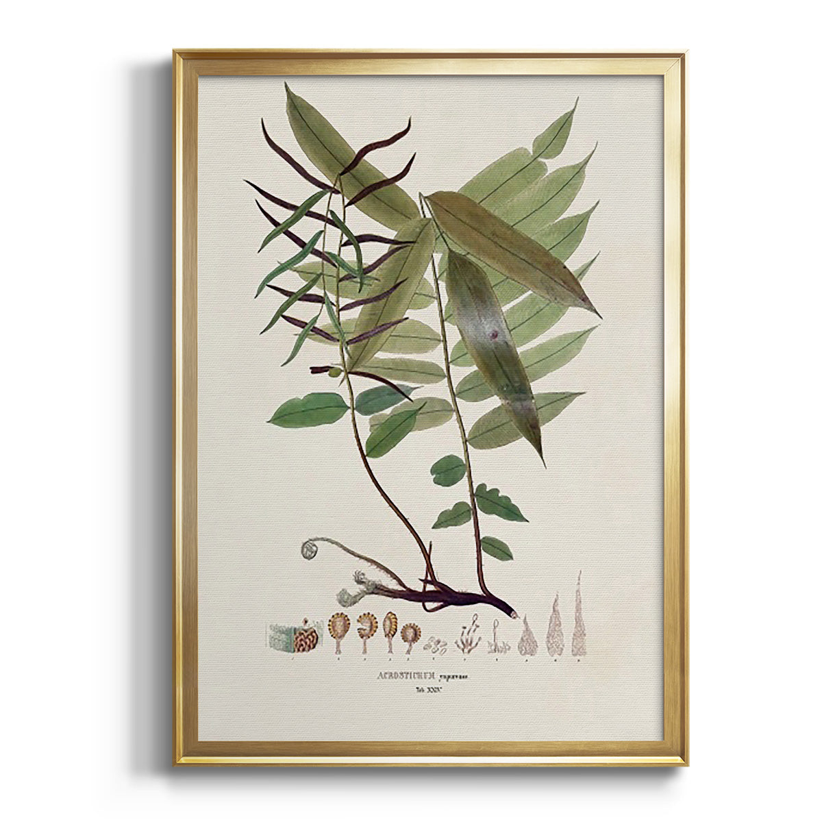 Sepia Botanical Journal I - Modern Framed Canvas Print