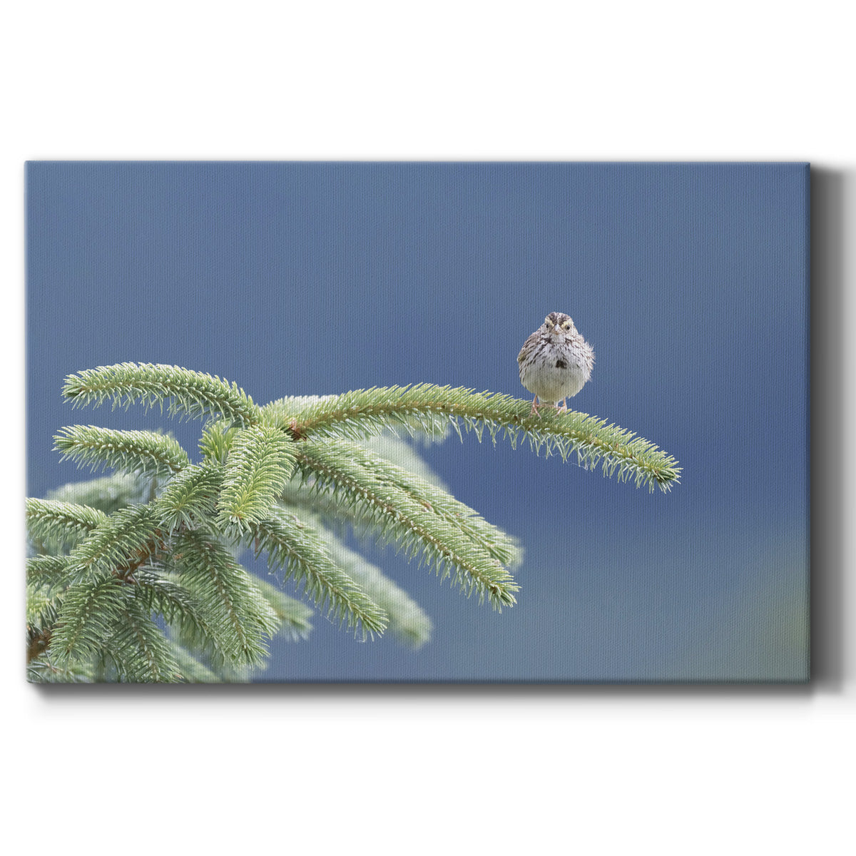 Evergreen Perch Premium Gallery Wrapped Canvas - Ready to Hang
