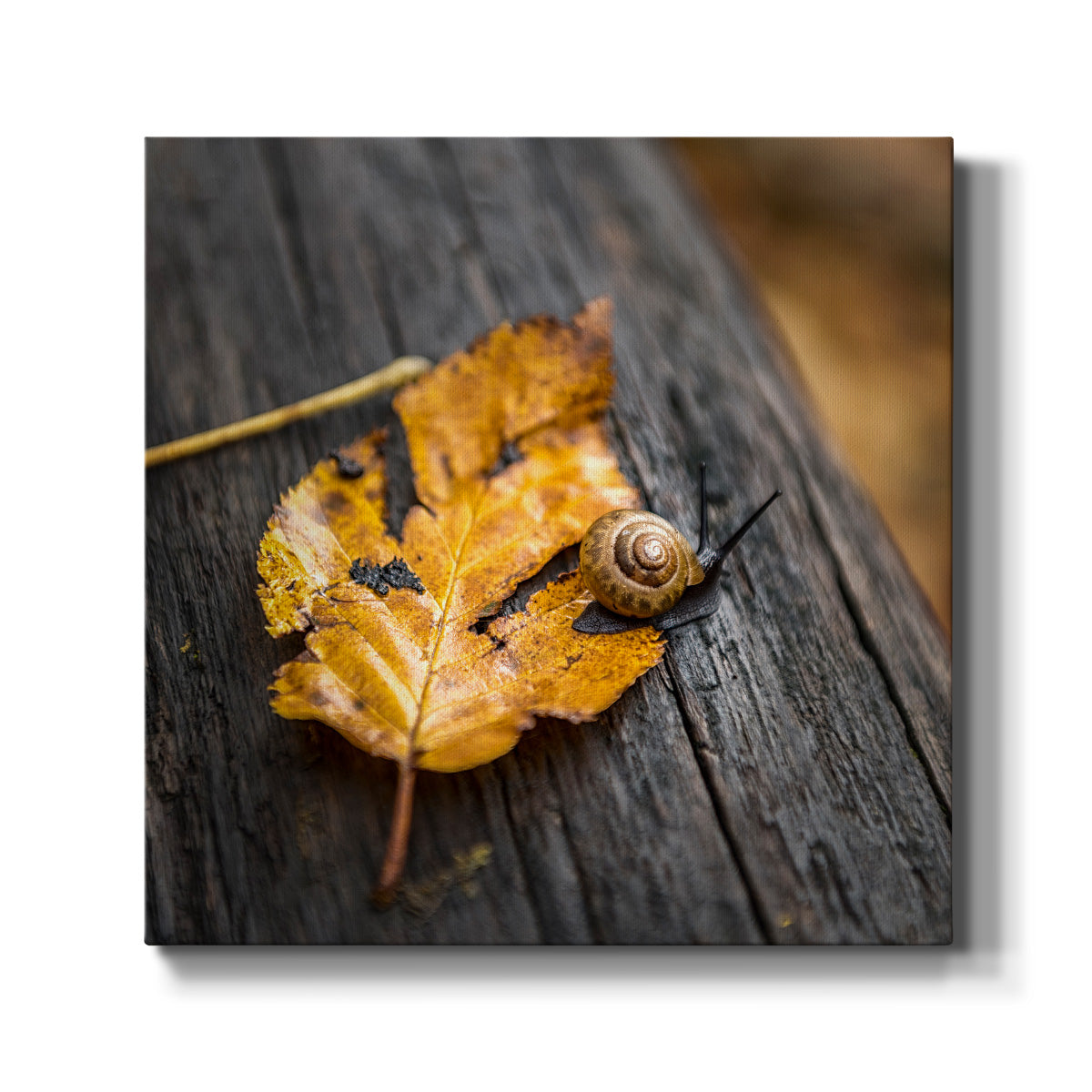 Snail's Pace - Canvas Art Print