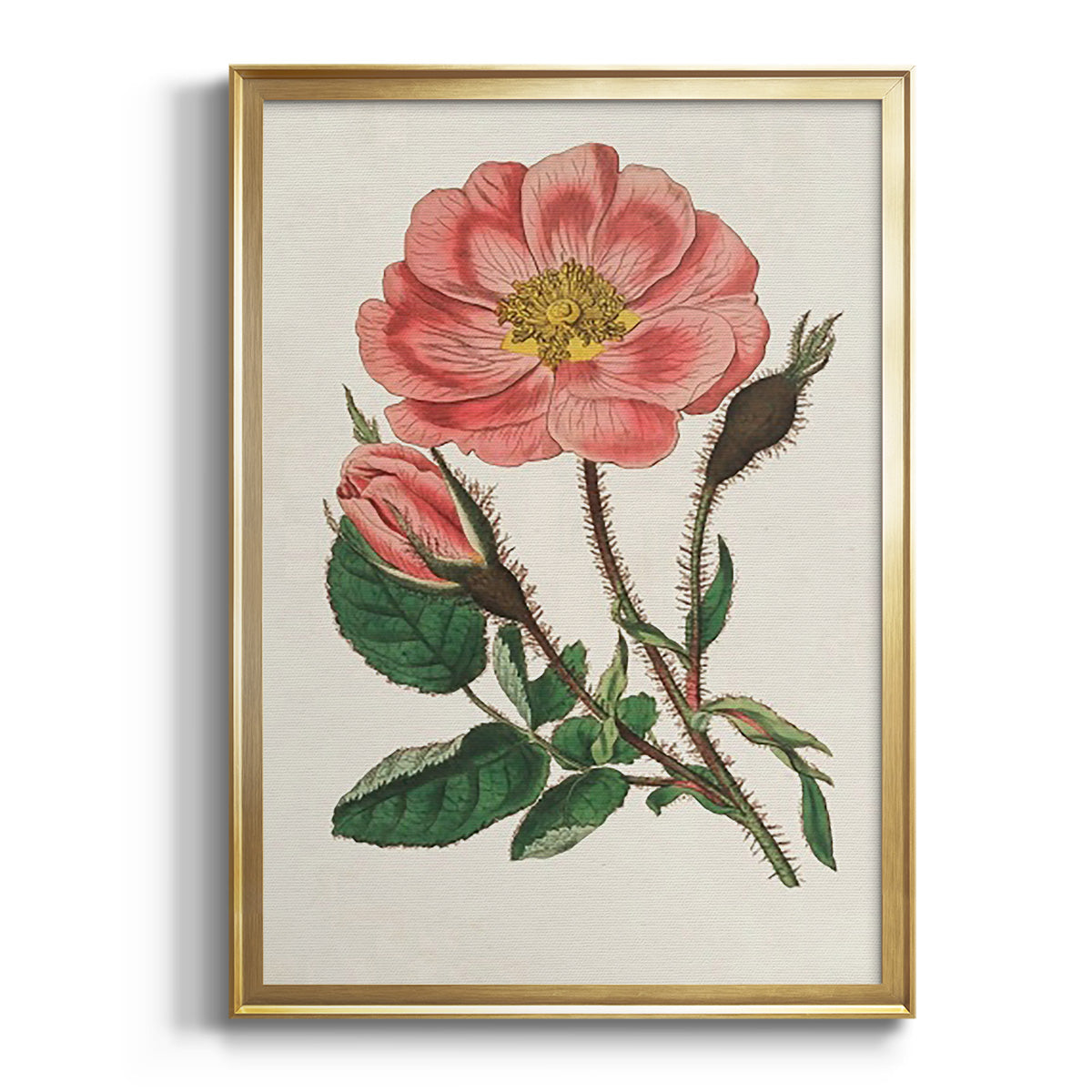 Sepia Botanical Journal I - Modern Framed Canvas Print