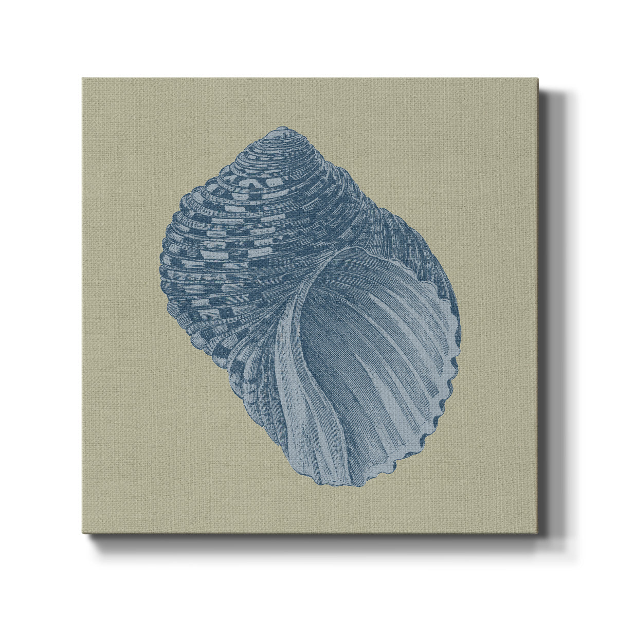 Chambray Shells III - Canvas Art Print