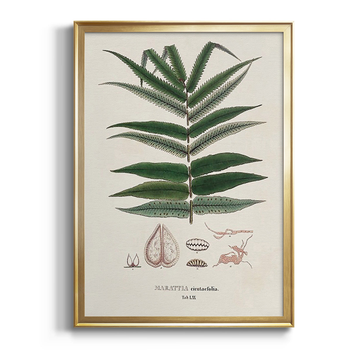 Sepia Botanical Journal I - Modern Framed Canvas Print