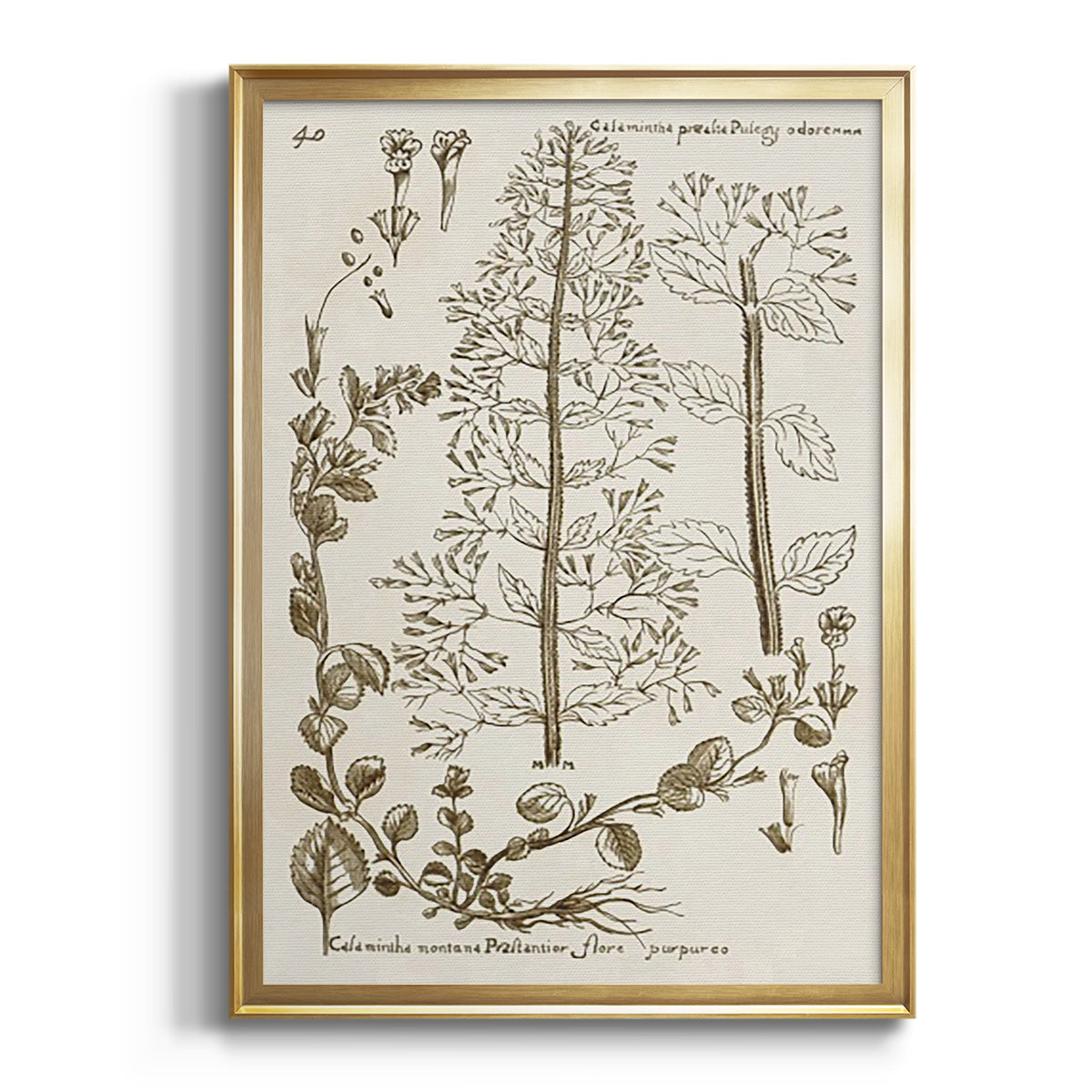 Sepia Botanical Journal I - Modern Framed Canvas Print