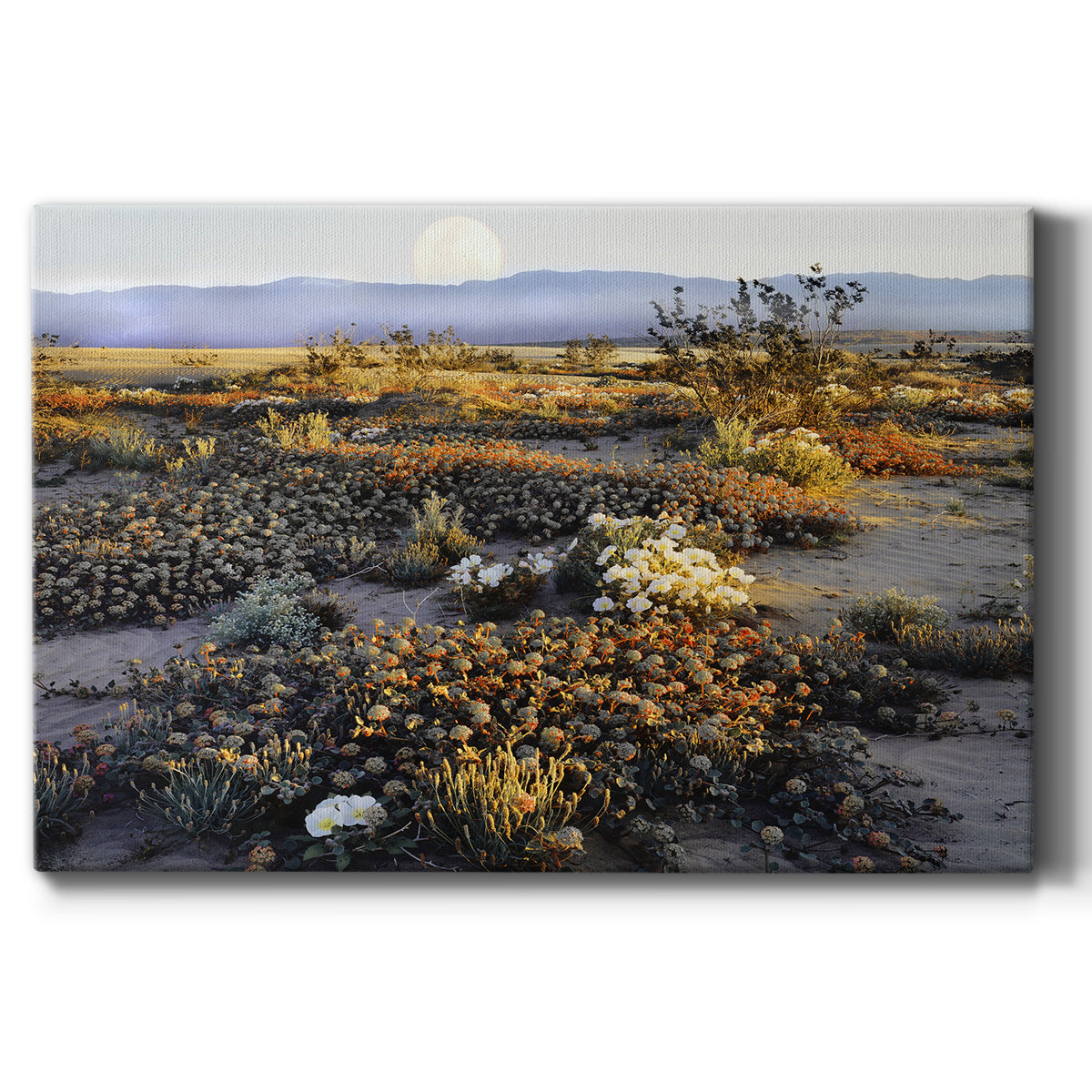 Anza Borrego Desert - Canvas Art Print