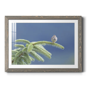 Evergreen Perch-Premium Framed Print - Ready to Hang