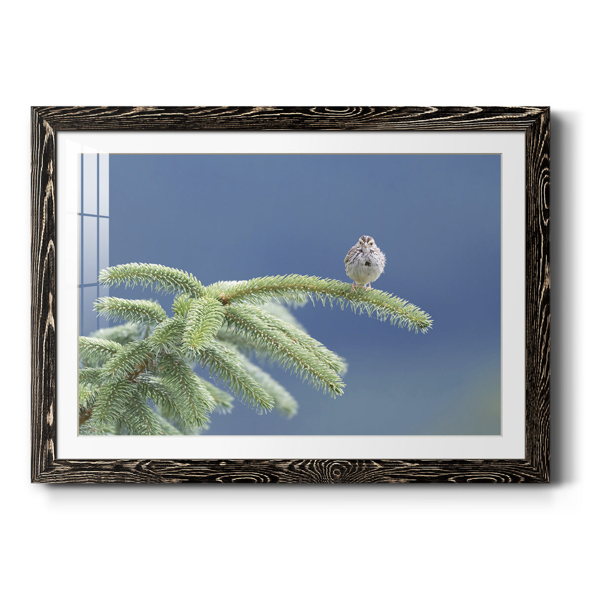 Evergreen Perch-Premium Framed Print - Ready to Hang