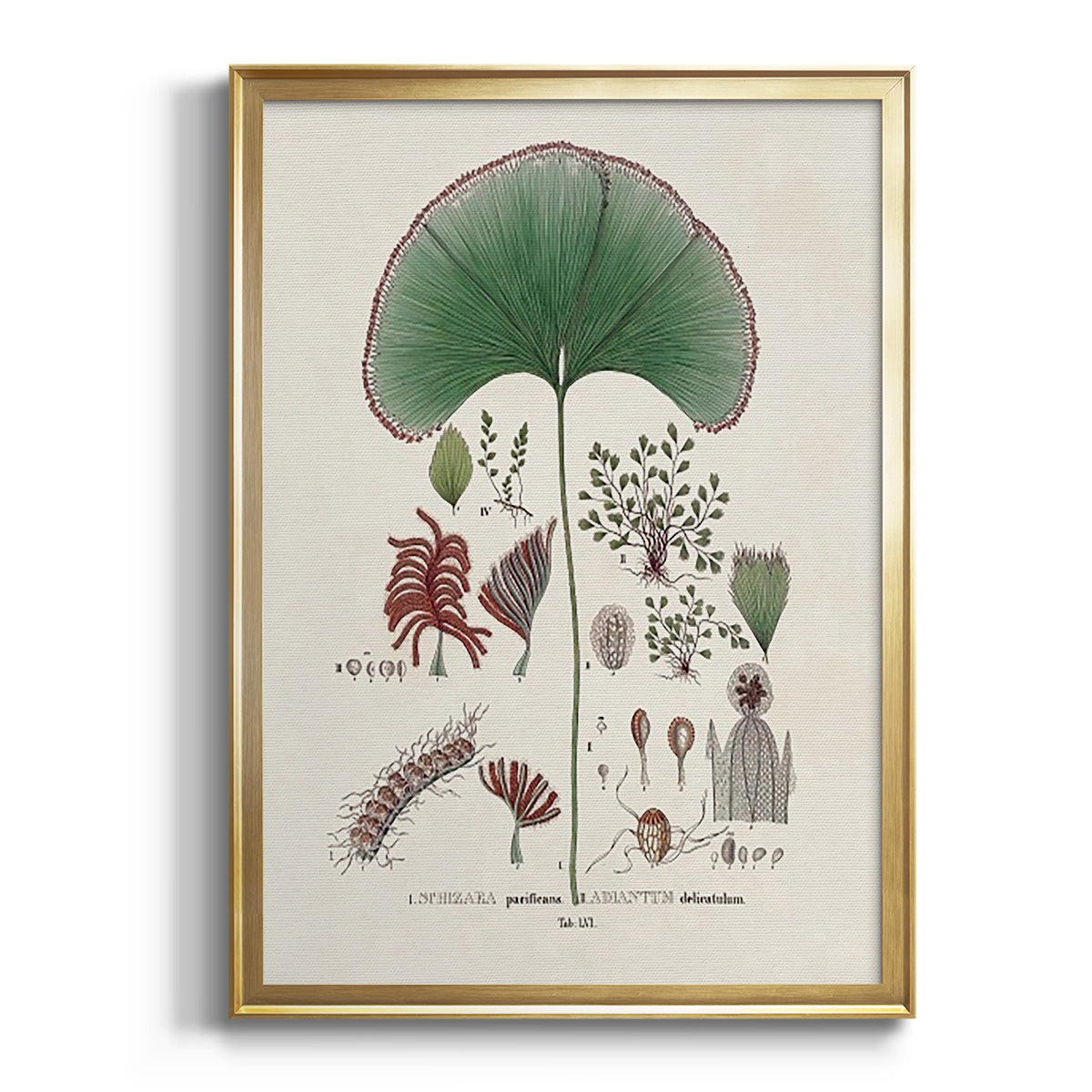Sepia Botanical Journal I - Modern Framed Canvas Print