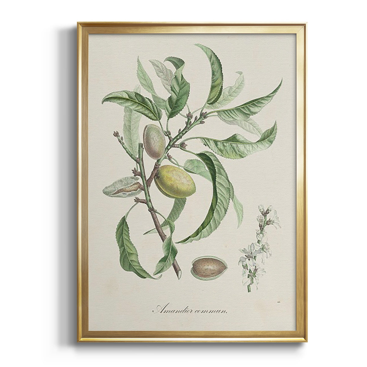 Sepia Botanical Journal I - Modern Framed Canvas Print