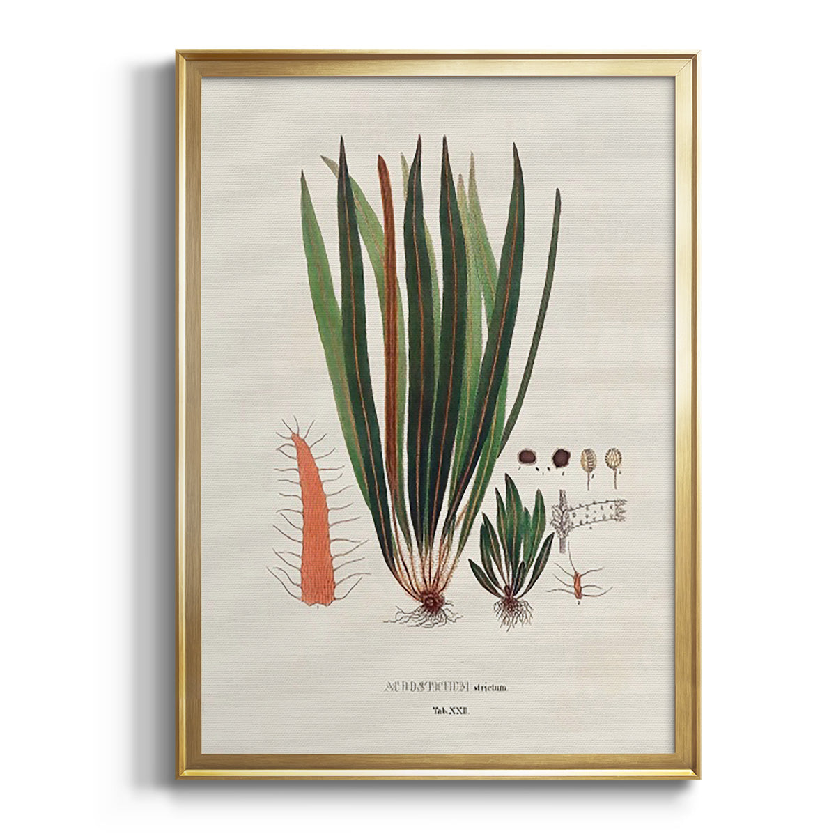 Sepia Botanical Journal I - Modern Framed Canvas Print