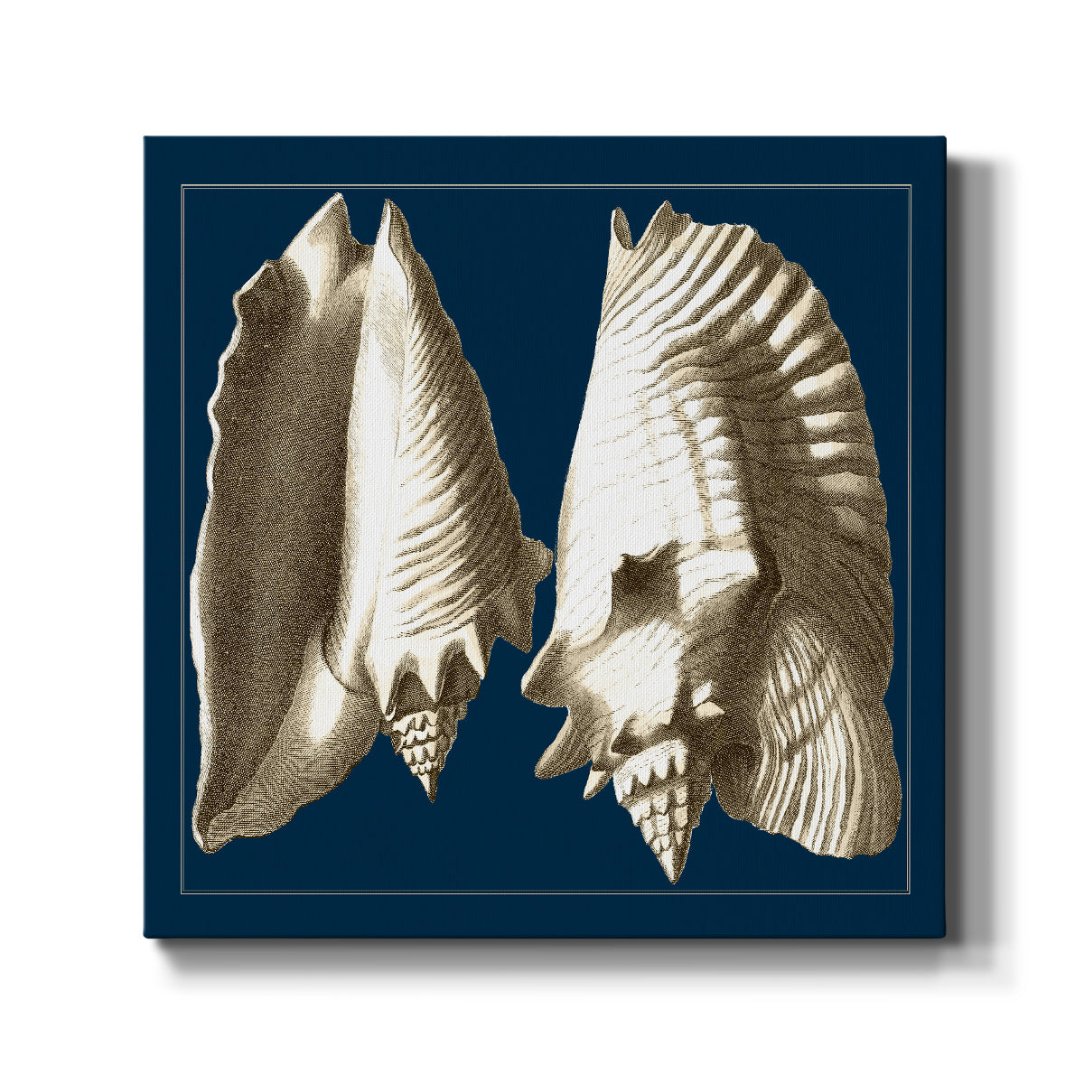 Conch Shells on Navy I - Canvas Art Print