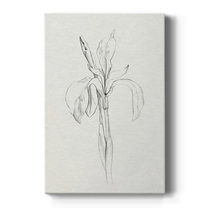 Neutral Iris Sketch II Premium Gallery Wrapped Canvas - Ready to Hang