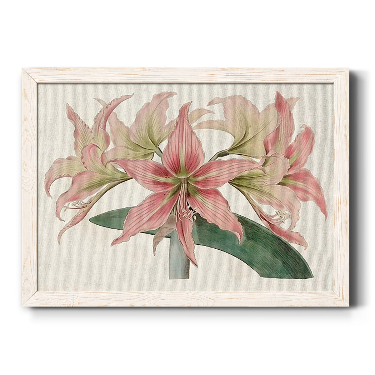 Amaryllis Varietals I-Premium Framed Canvas - Ready to Hang