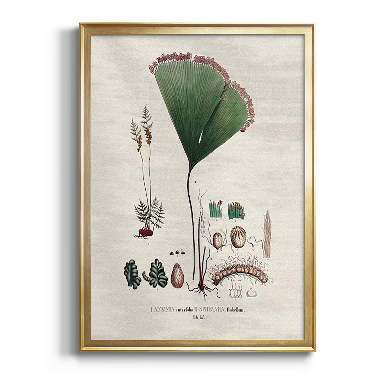 Sepia Botanical Journal I - Modern Framed Canvas Print