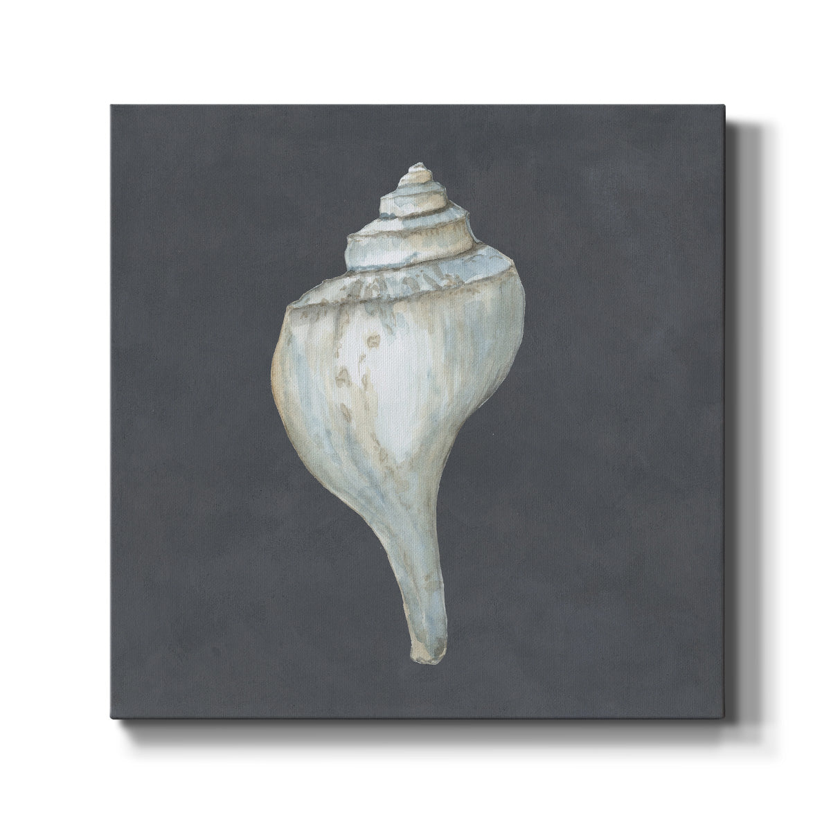 Shell on Slate IV - Canvas Art Print