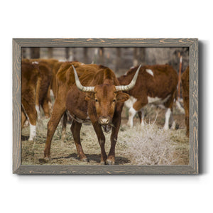 Longhorns-Premium Framed Canvas - Ready to Hang