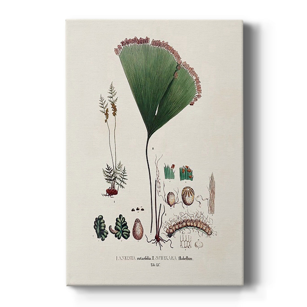 Botanical Society Ferns IX - Canvas Art Print
