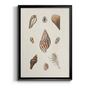 Knorr Shells & Coral IX Premium Framed Print - Ready to Hang