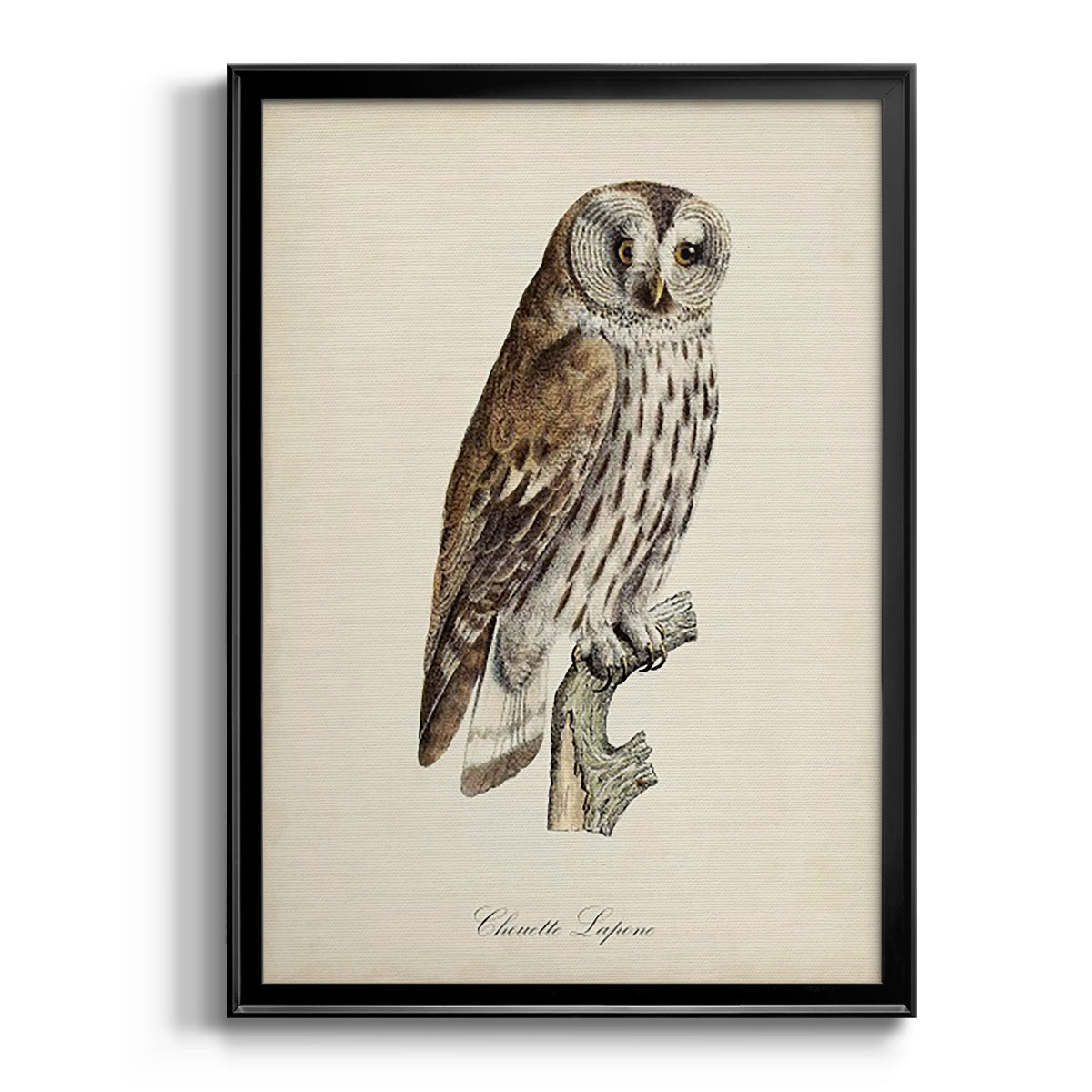 French Owls III Premium Framed Print - Ready to Hang