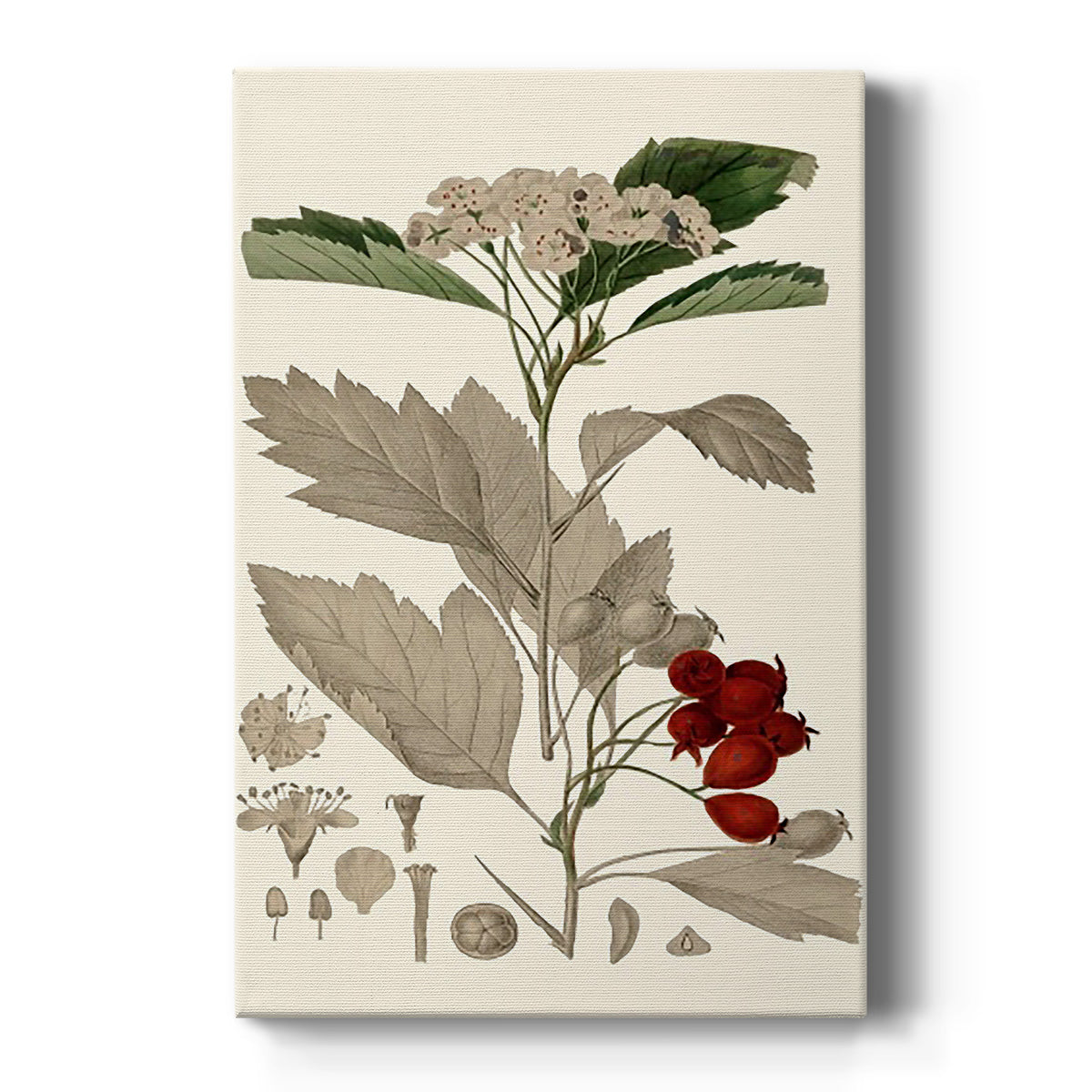 Leaves & Berries I Premium Gallery Wrapped Canvas - Ready to Hang
