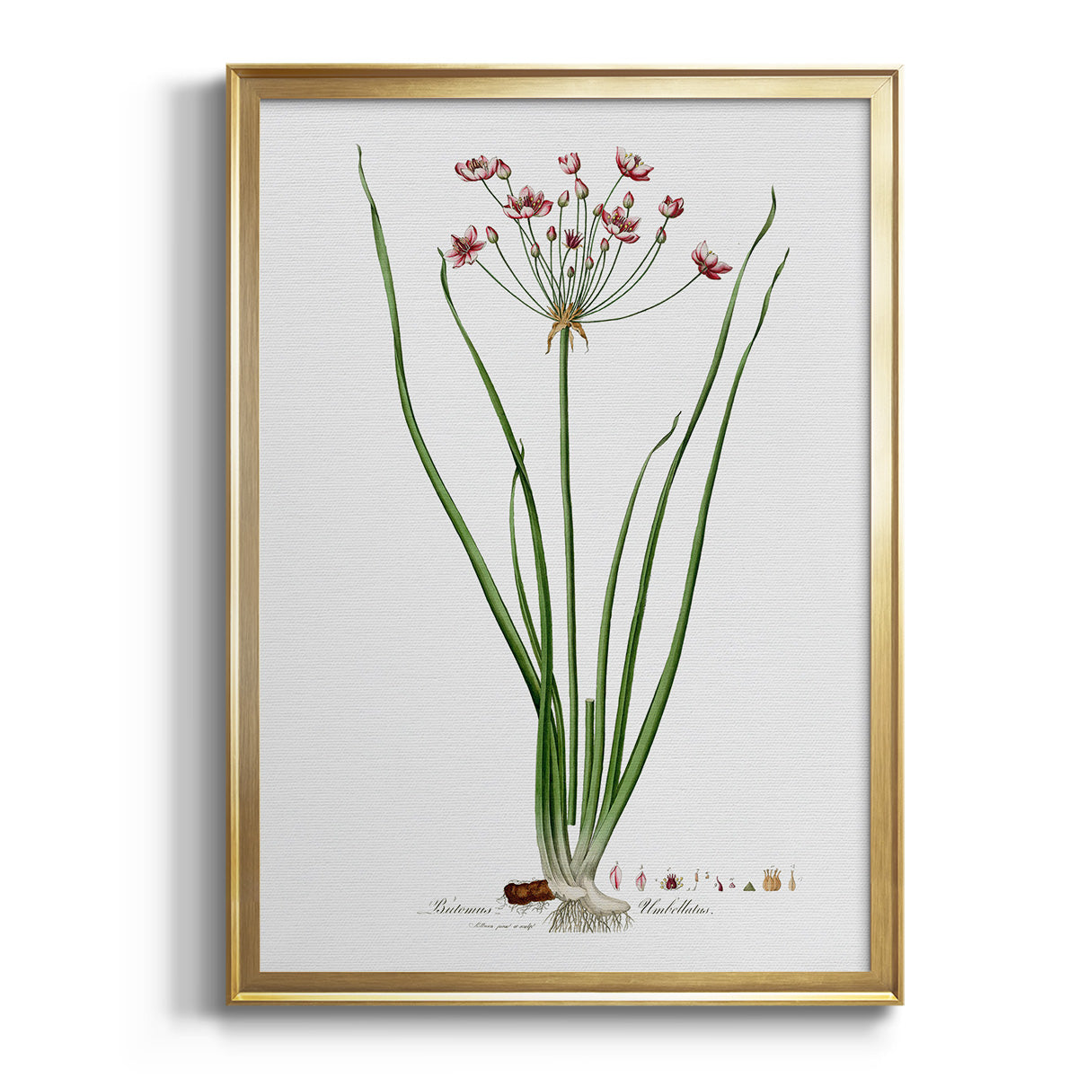 Sepia Botanical Journal I - Modern Framed Canvas Print